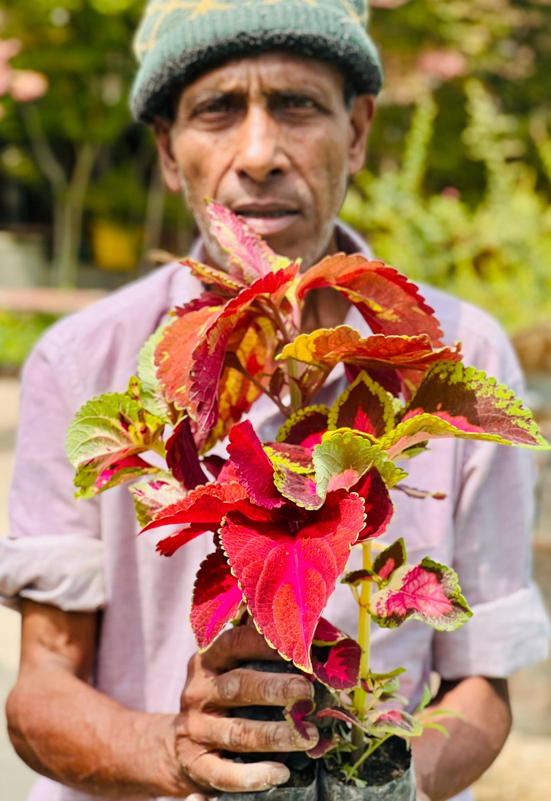 Coleus