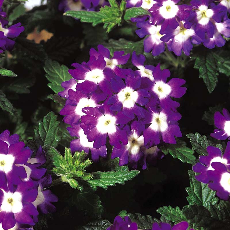 Verbena Obsession Spirit Mix