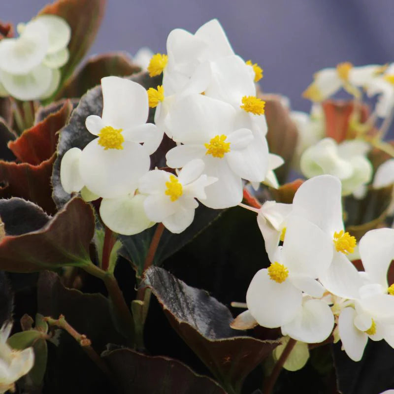 Begonia