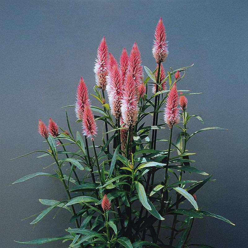 Celosia Flamingo Feather