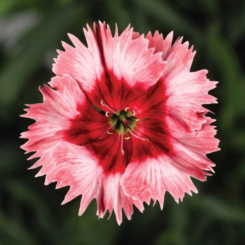 Dianthus Super Parfait Strawberry F1