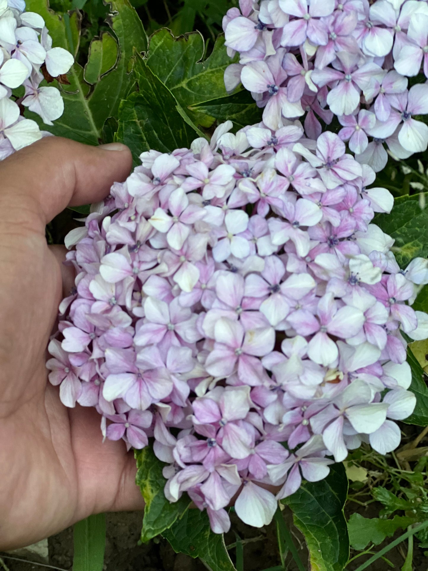 Hydrangea