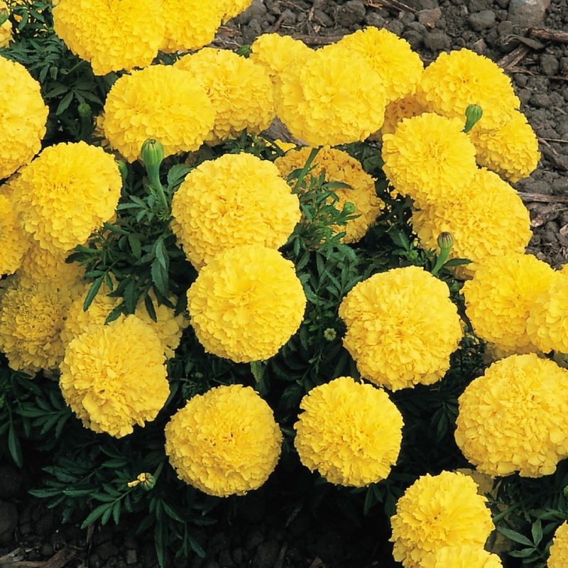 Marigold Inca II Yellow F1