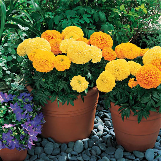 Marigold Inca II Mix Nihali F1 Hybrid