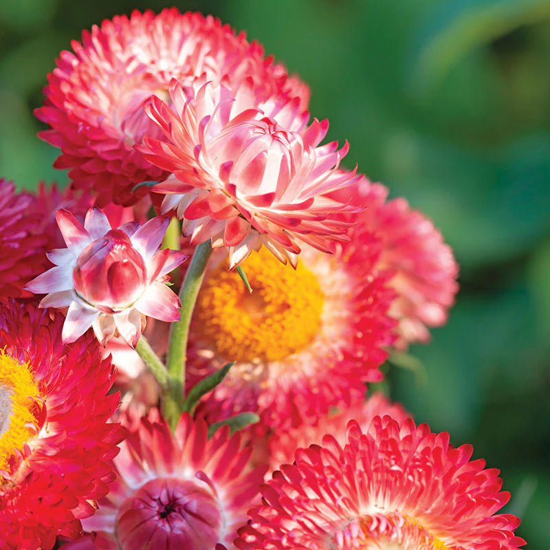 Strawflower Double Mixed