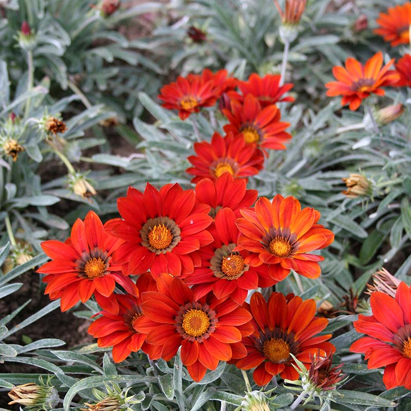 Gazania Kiss Frosty Mix F1