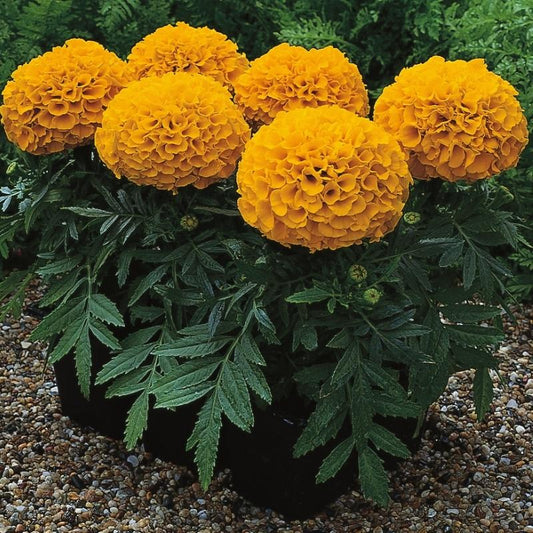 Marigold Antigua Orange Nihali F1 Hybrid