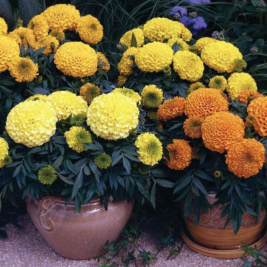 Marigold Antigua Mix Nihali F1 Hybrid
