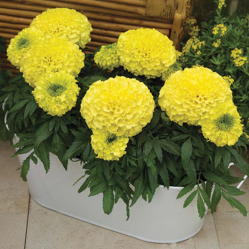 Marigold Antigua Primrose F1