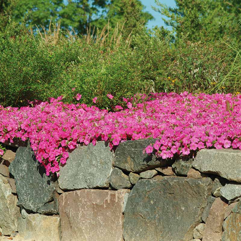 Petunia Wave Pink F1 - for hanging baskets ( spreads upto 3 feet )
