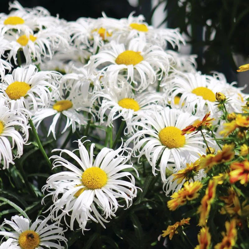 Shasta Daisy - Hardy Perennial
