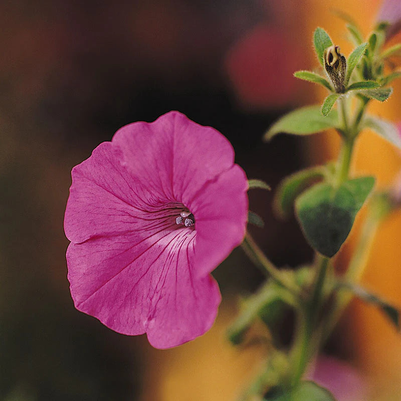 Petunia Tidal Wave Hot Pink F1 for Hedges/Borders ( spreads more than 3 feet but not more than 5 feet )