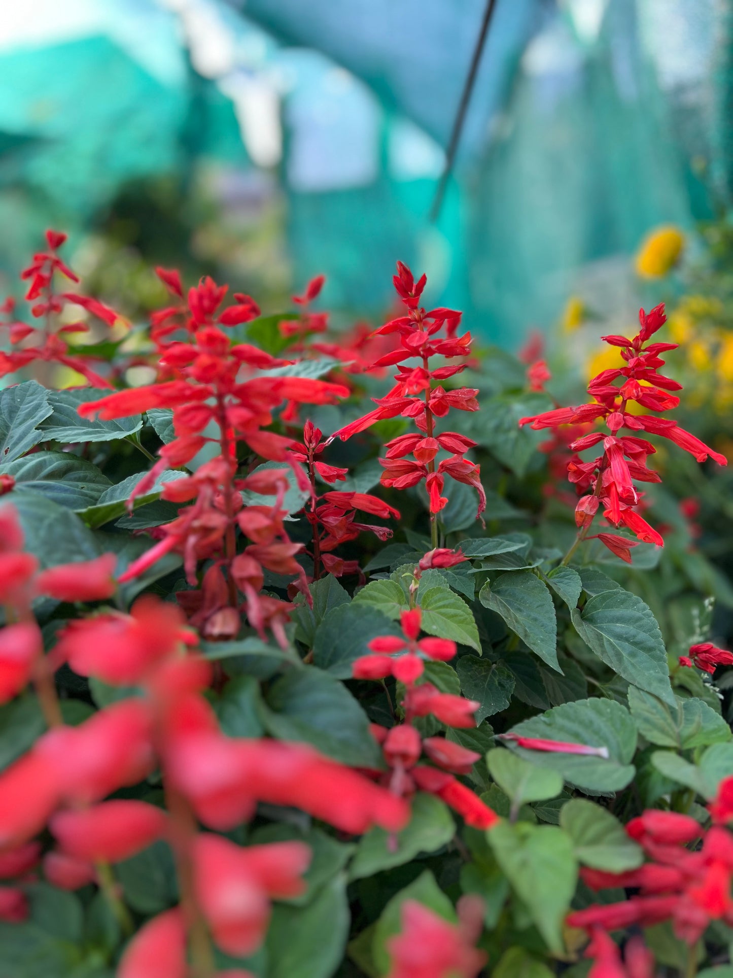 Salvia