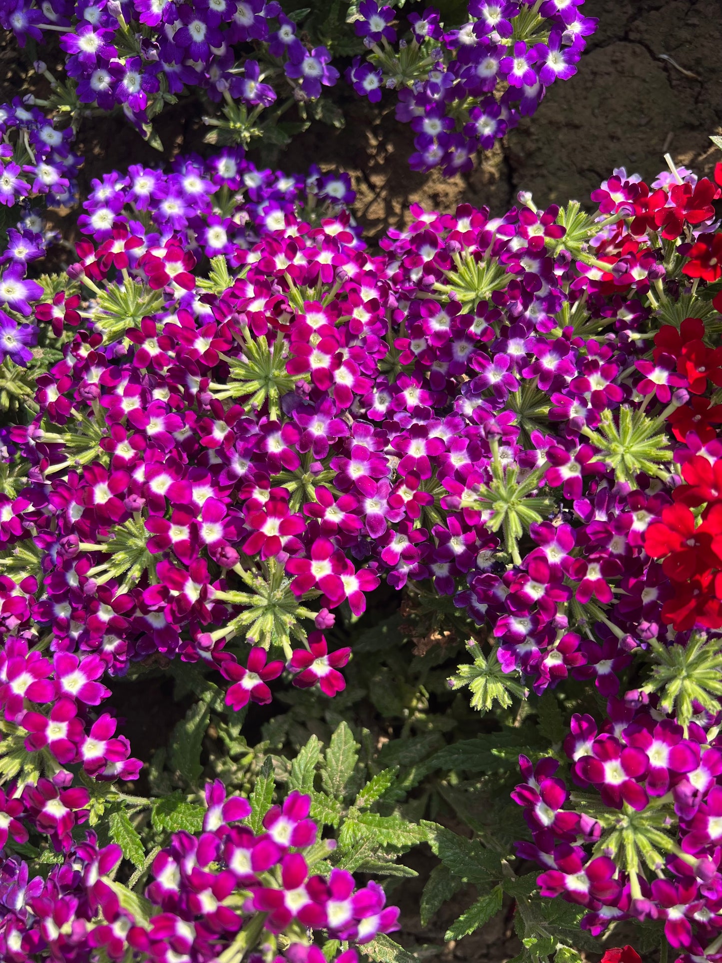 Verbena