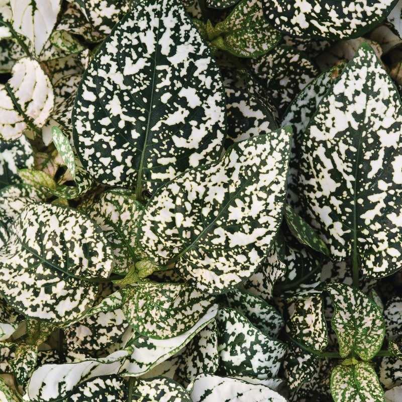 Hypoestes Splash Select White