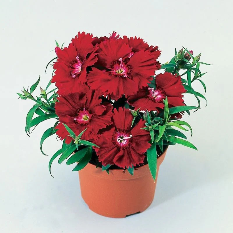 Dianthus Diana Crimson F1