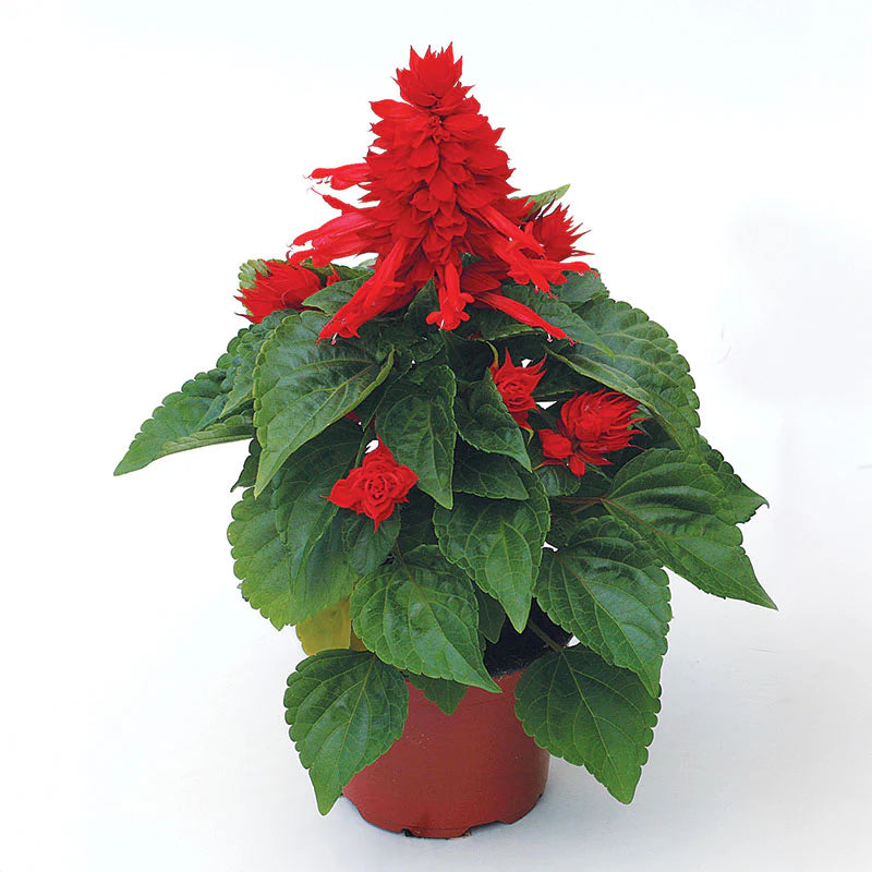 Salvia
