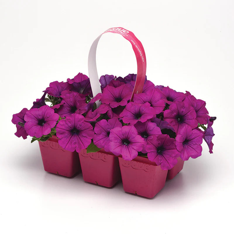 Petunia Easy Wave Violet F1 hybrid for hanging baskets/Pots ( spreads upto 3 feet )