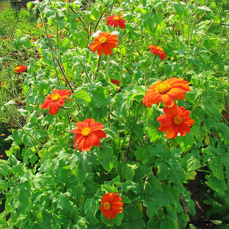 Tithonia Torch