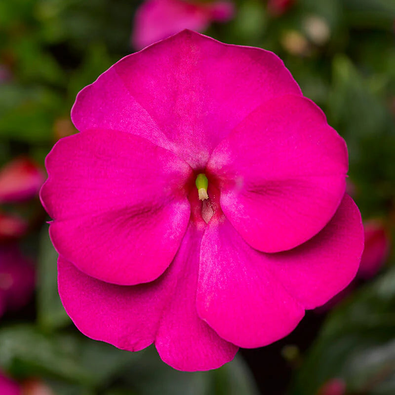 Impatiens New Guinea Florific Violet F1