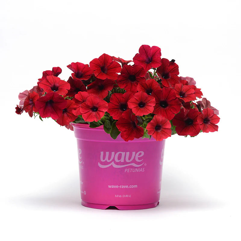 Petunia Tidal Wave Velour Red F1 for Hedges/Borders ( spreads more than 3 feet but not more than 5 feet )
