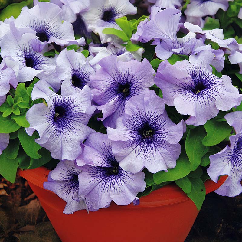 Petunia Limbo Blue Vein F1