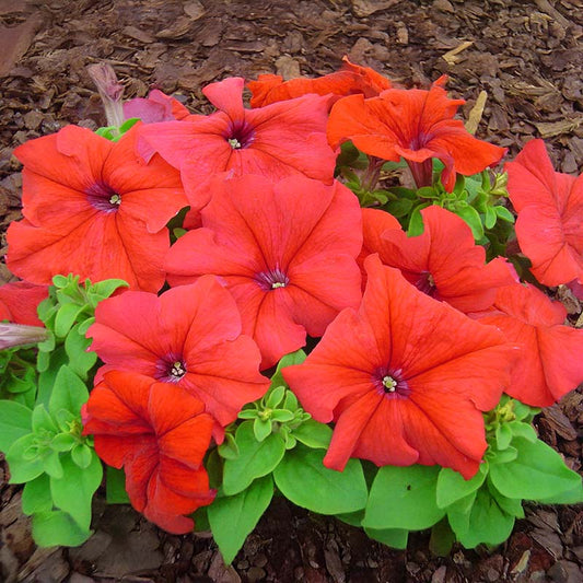 Petunia Limbo Red F1