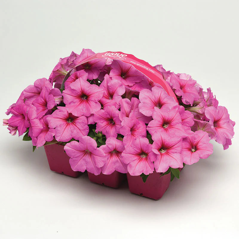 Petunia Easy Wave Pink Passion F1 hybrid for Hanging Baskets/Pots ( spreads upto 3 feet )