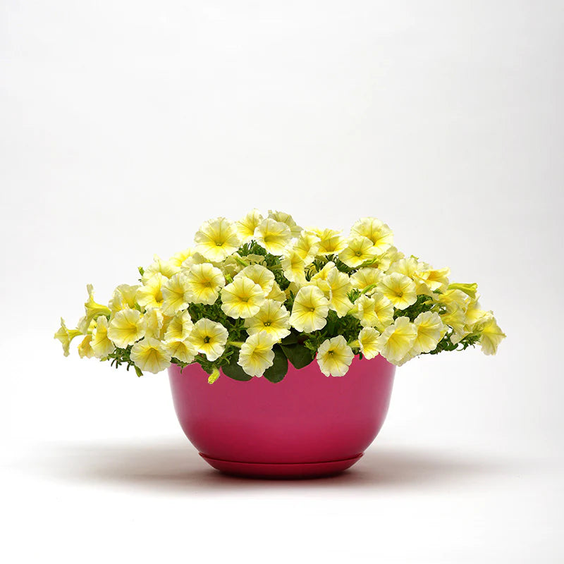 Petunia Easy Wave Yellow F1 hybrid for hanging baskets/pots ( spreads upto 3 feet )