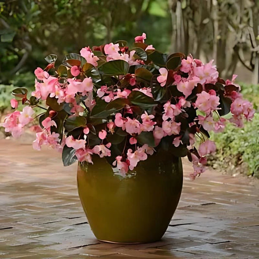 Begonia - Bronze leaf - Pink (Starter Plant)