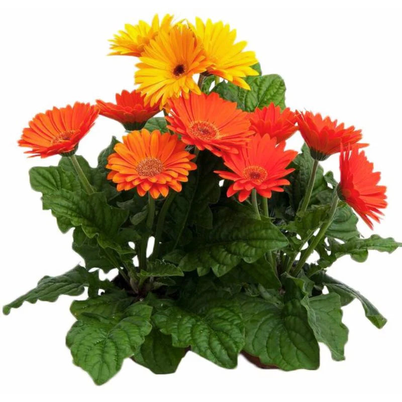 Gerbera Majorette Mix F1