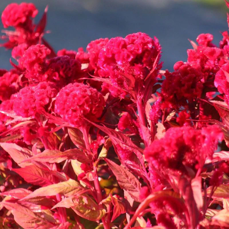 Celosia Chief Red Flame