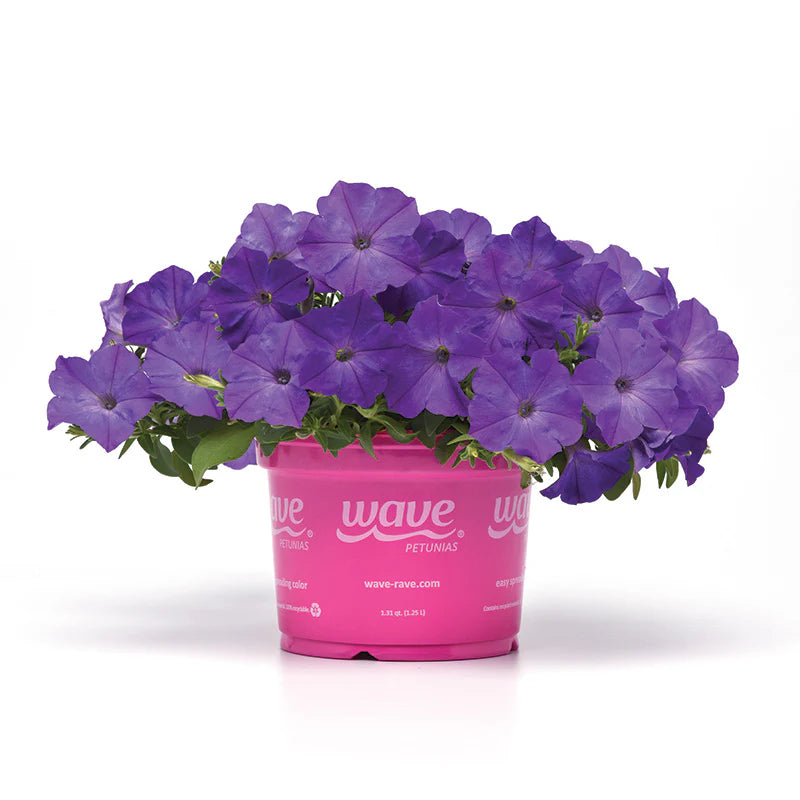Petunia Easy Wave Lavender Sky Blue F1 hybrid for Hanging Baskets/Pots ( spreads upto 3 feet )