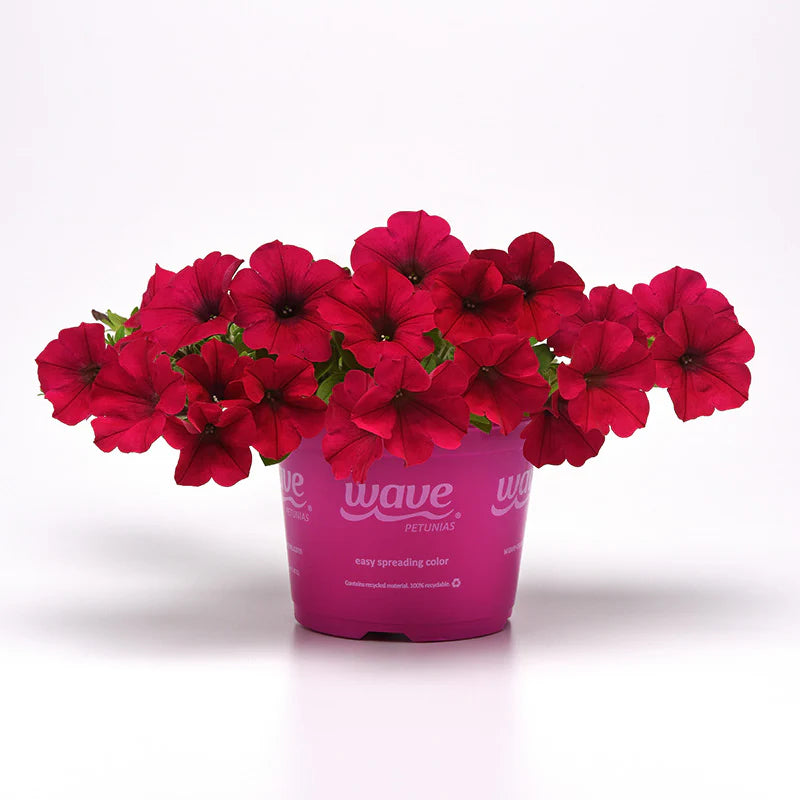 Petunia Wave Carmine Velour F1 Hybrid for hanging baskets ( spreads upto 3 feet )
