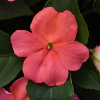 Impatiens Beacon Coral Shades