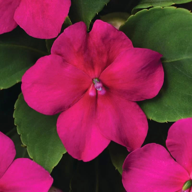 Impatiens Beacon Violet Shades
