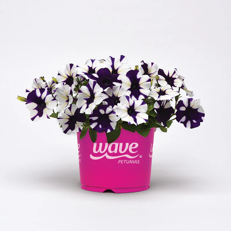 Petunia Shock Wave Purple Tie Dye F1 Hybrid for hanging baskets ( spreads upto 3 feet )