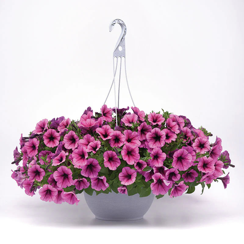 Petunia Easy Wave Rose Fusion F1 hybrid for Hanging Baskets/Pots ( spreads upto 3 feet )