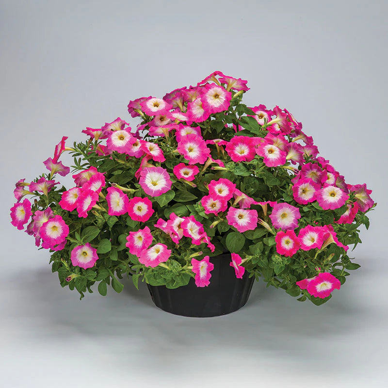 Petunia FotoFinish Rose Morn F1 hybrid for pots ( spreads upto 2 feet )