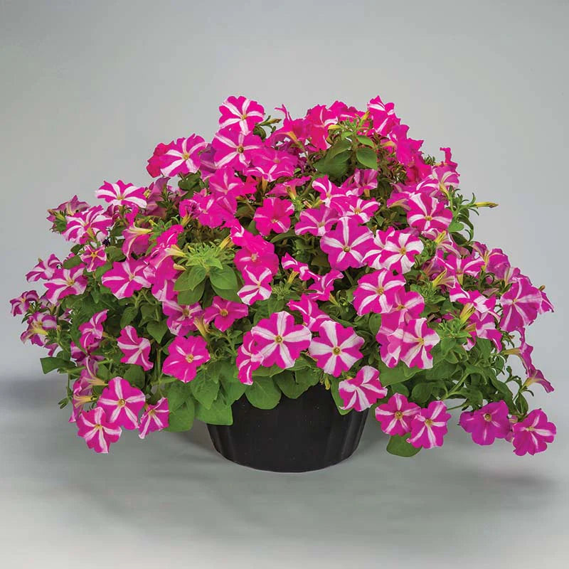 Petunia FotoFinish Rose Star F1 hybrid for pots ( spreads upto 2 feet )