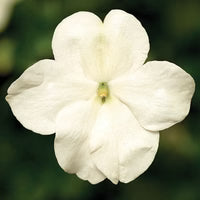 Impatiens Imara Mix