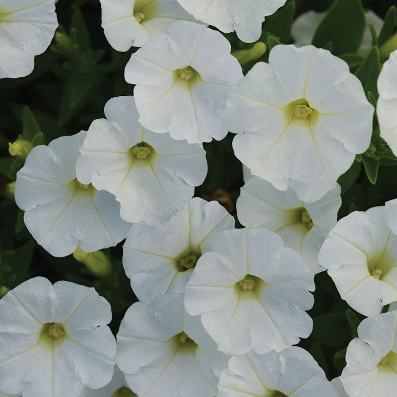 Petunia Shock Wave White F1 for hanging baskets/pots ( spreads upto 3 feet )