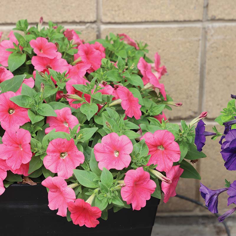 Petunia E3 Easy Wave Coral F1 hybrid for Hanging Baskets/Pots ( spreads upto 2-3 feet )