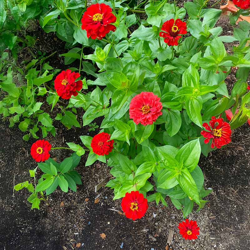 Zinnia Berry Tart Mix