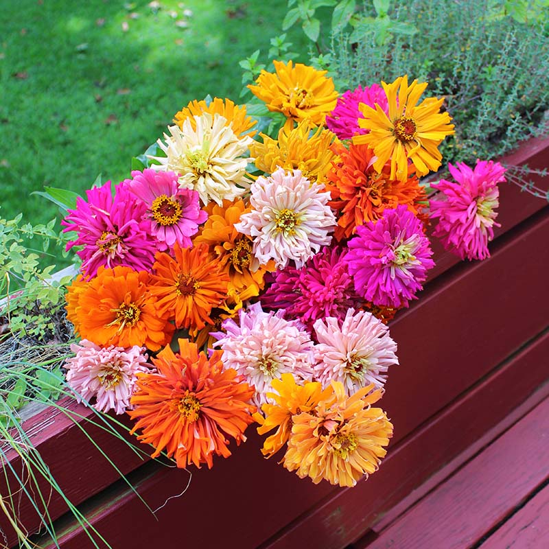 Zinnia Chrysanthemum Mix
