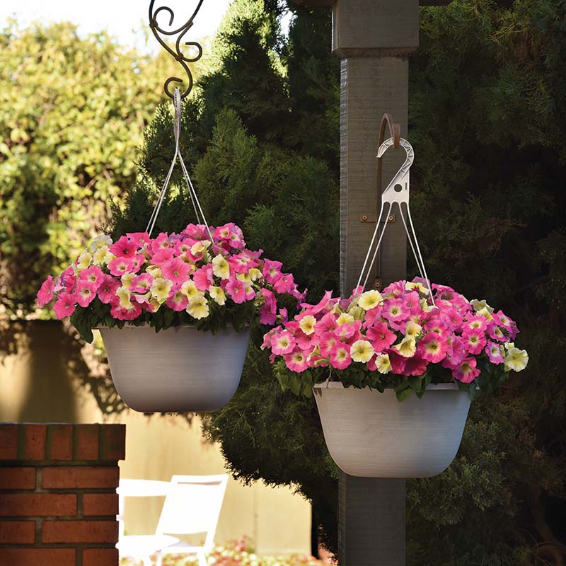 Petunia E3 Easy Wave Sweet Taffy Mix F1 hybrid for Hanging Baskets/Pots ( spreads upto 3 feet )