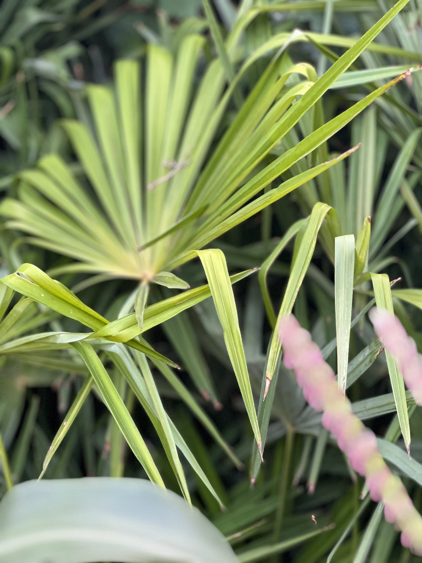 Garden Palm
