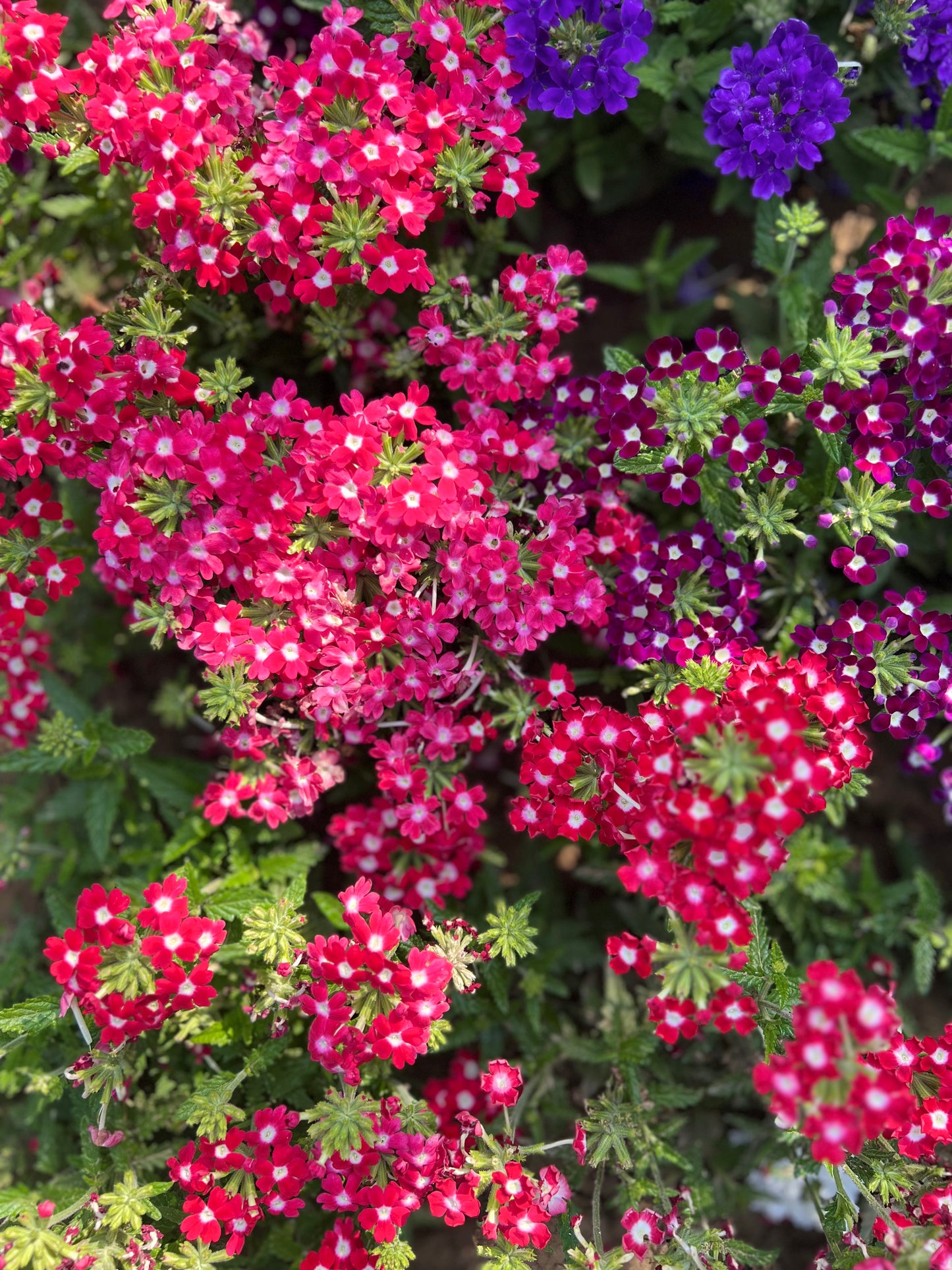 Verbena
