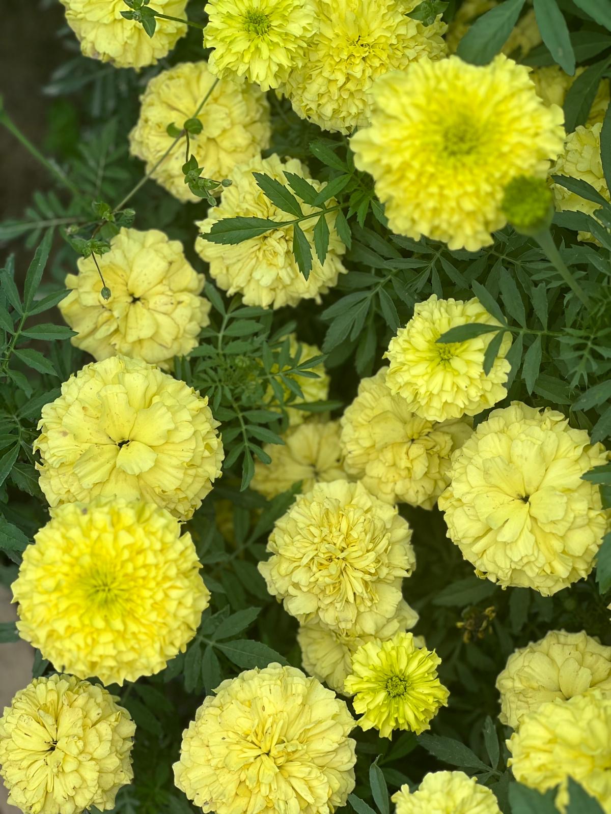 Close-up of bright yellow marigold flowers with green leaves.