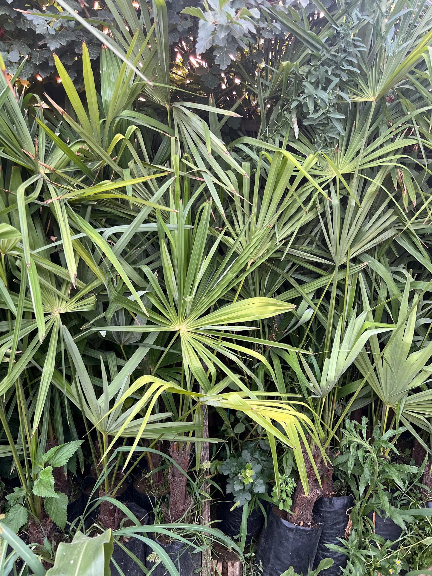 Garden Palm
